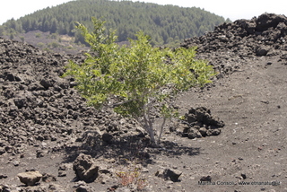 Pista Altomontana